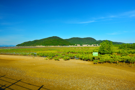 红树林湿地公园风景