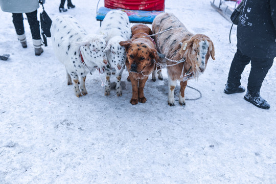 狗拉雪橇