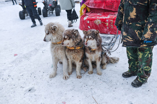 狗拉雪橇