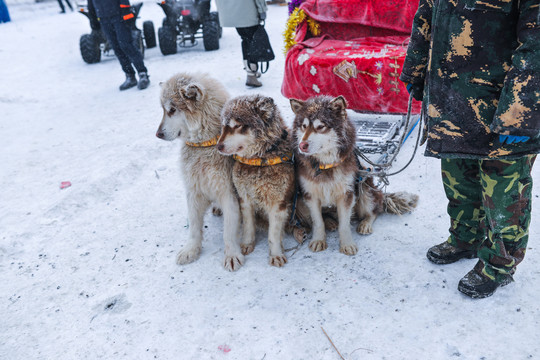 狗拉雪橇