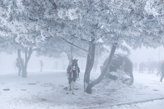 雾凇树挂冬季树马