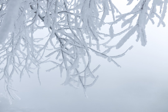 雾凇树挂冬季树