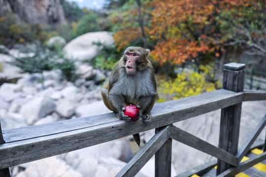 一只吃苹果的猴子