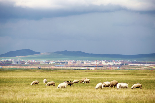 内蒙古呼伦贝尔满洲里羊群