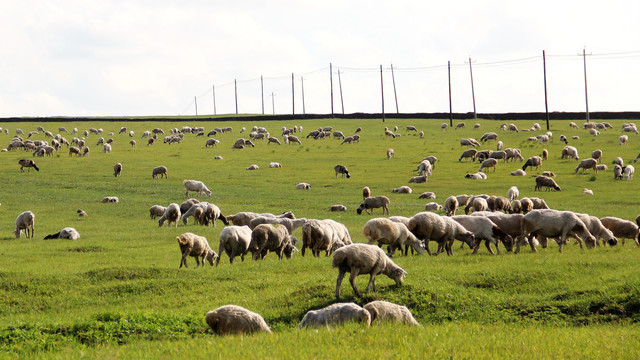 内蒙古呼伦贝尔草原羊群