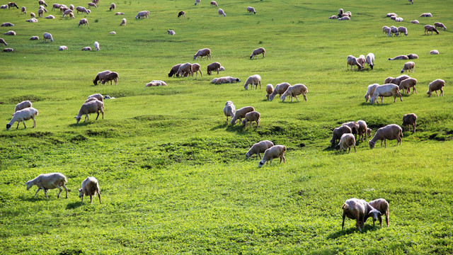 内蒙古呼伦贝尔草原羊群