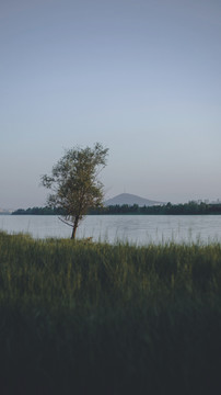 小河柳树