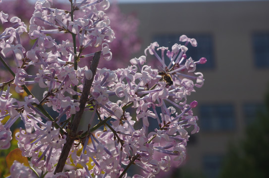 春天盛开的紫丁香