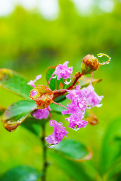 挂着雨珠的紫薇花