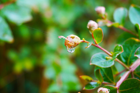 挂着雨珠的紫薇花