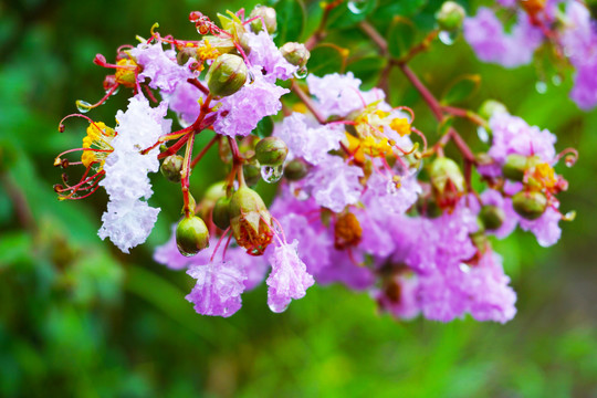挂着雨珠的紫薇花
