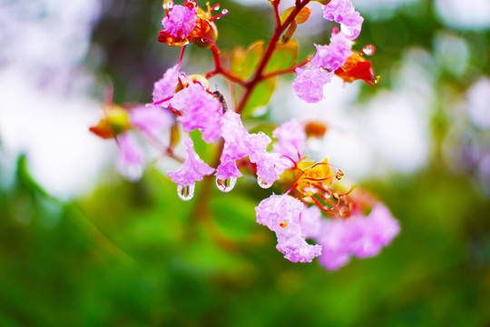 挂着雨珠的紫薇花