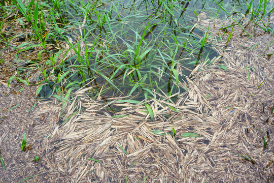 水边水草