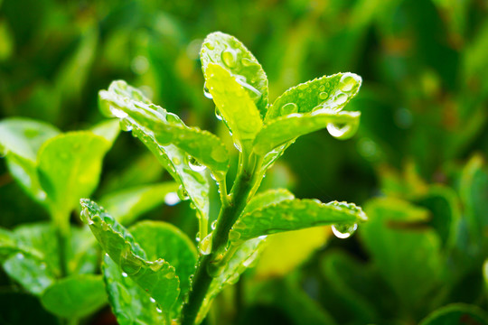 挂满雨水珠的冬青卫矛