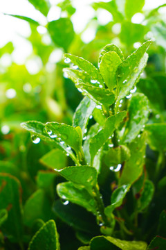 挂满雨水珠的冬青卫矛