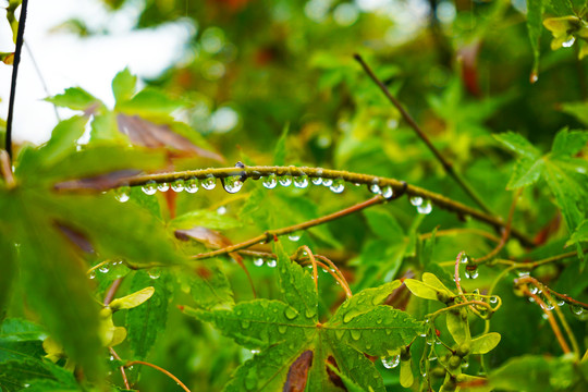 挂满雨滴的枫树枝