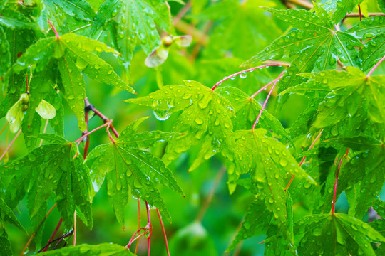 挂满雨滴的枫树枝
