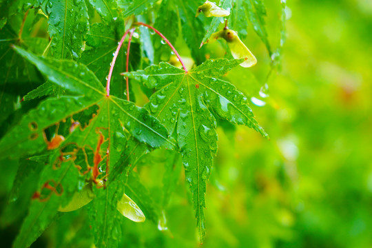 挂满雨滴的枫树枝