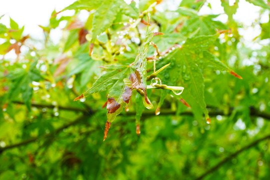 挂满雨滴的枫树枝