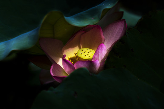 莲花