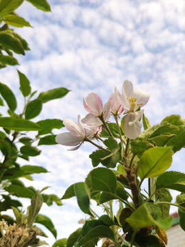 苹果花