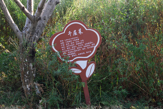 千屈菜标牌