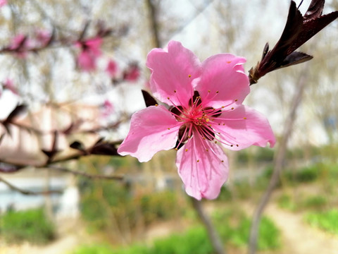 碧桃花