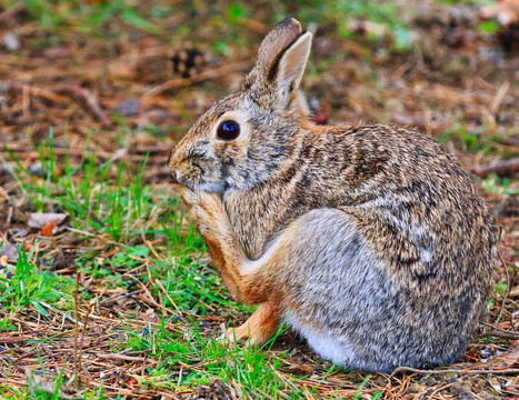 野兔与小兔子