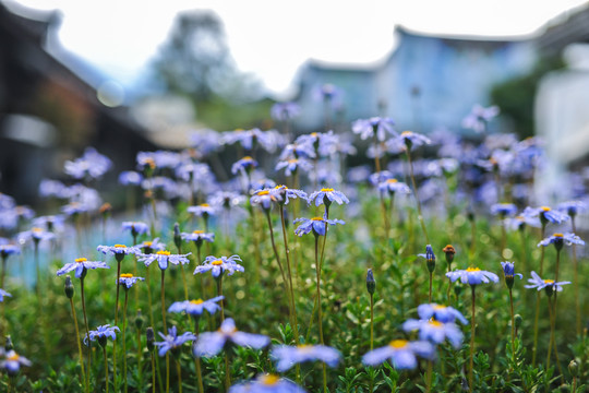 紫苑花