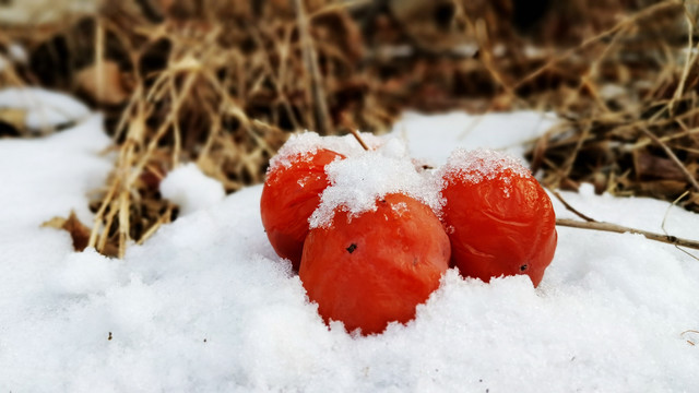 雪白柿红