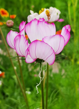 秋英花特写