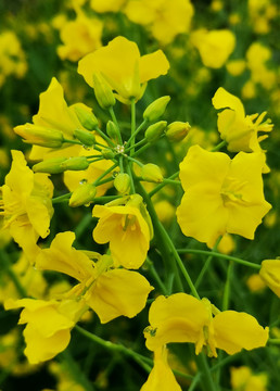 小黄花油菜花