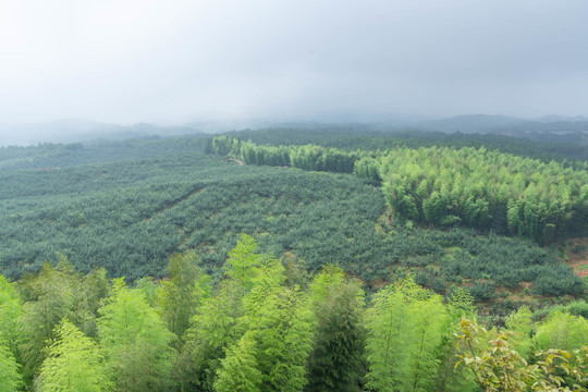 竹林山丘