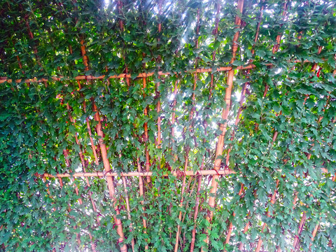 菊花绿植围墙