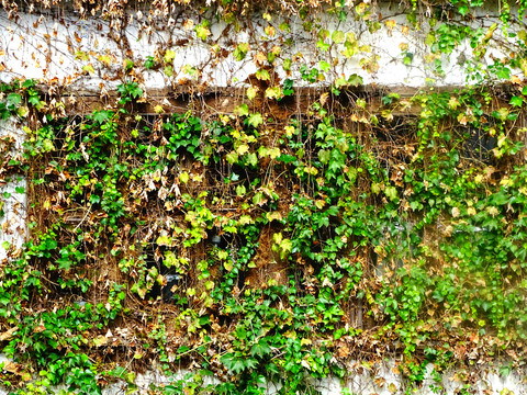 冬天墙体绿植