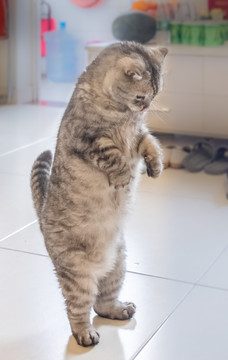 折耳猫