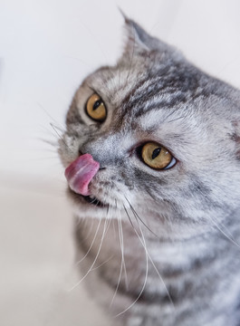 折耳猫