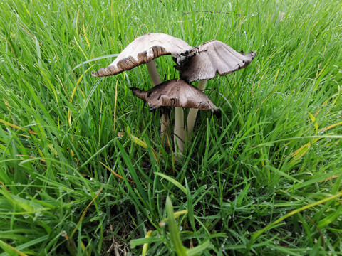 雨后草坪上的野蘑菇