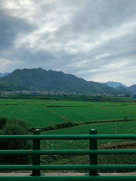 路边田地