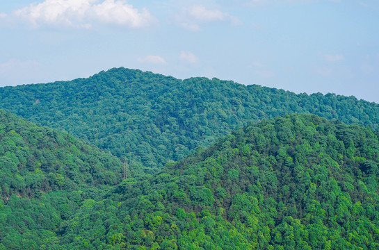 大山里的森林