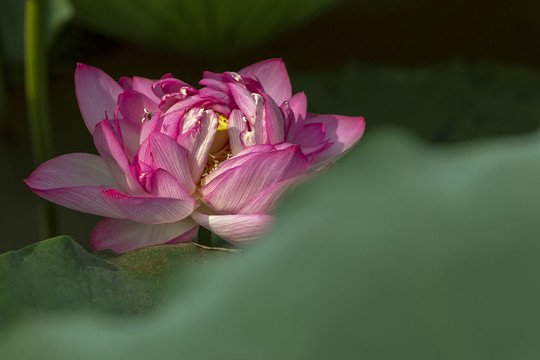 红色重瓣荷花