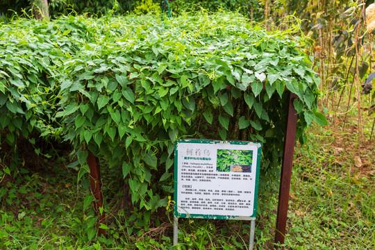 南宁美丽南方植物园何首乌