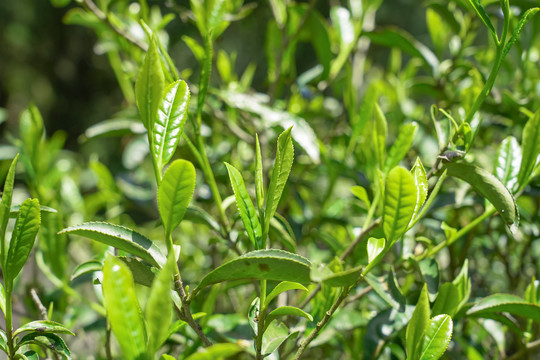 自然生态高山茶园茶山