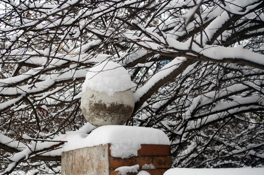 雪压枝头