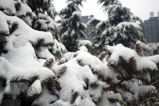 雪压枝头