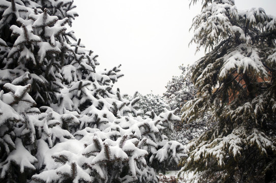 雪中的树