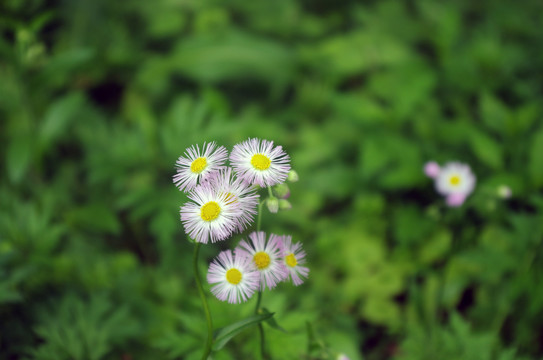 一年蓬小野花