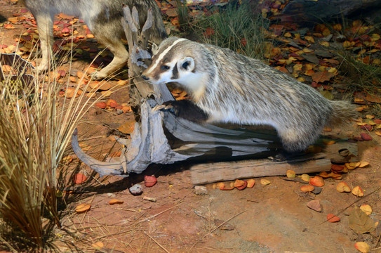 美洲野生动物标本美洲獾