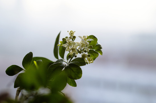 十里香花卉