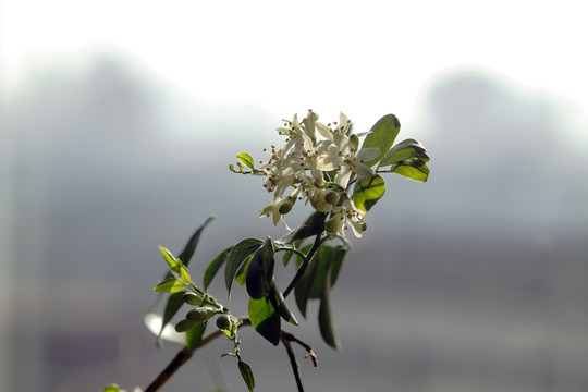 十里香花蕊